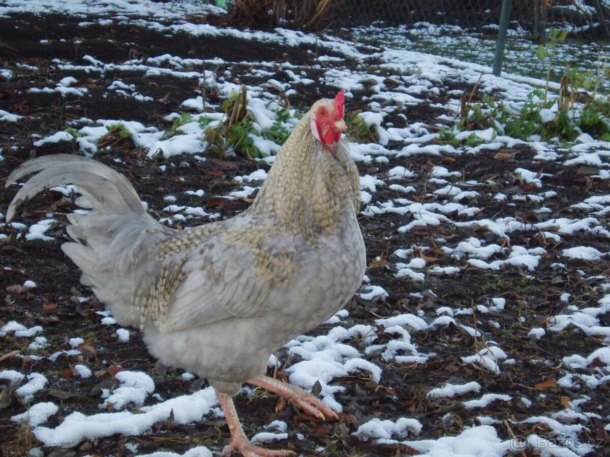 Kohout do chovu k prodeji - 14