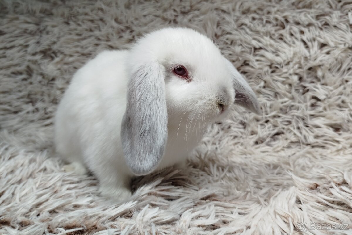 Zakrslý beránek, králíček, králík - MOLLY - 14