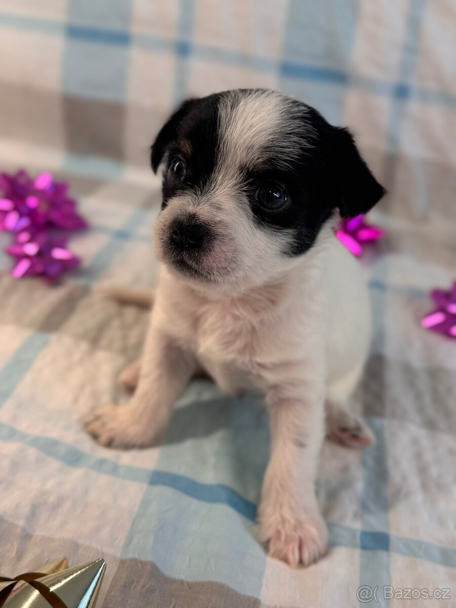 Hairless čivava - naháč - 14