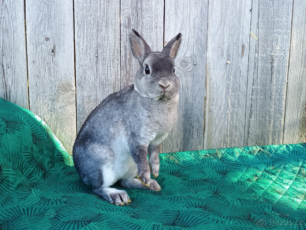 Zakrslý REX činčilový s PP - 14