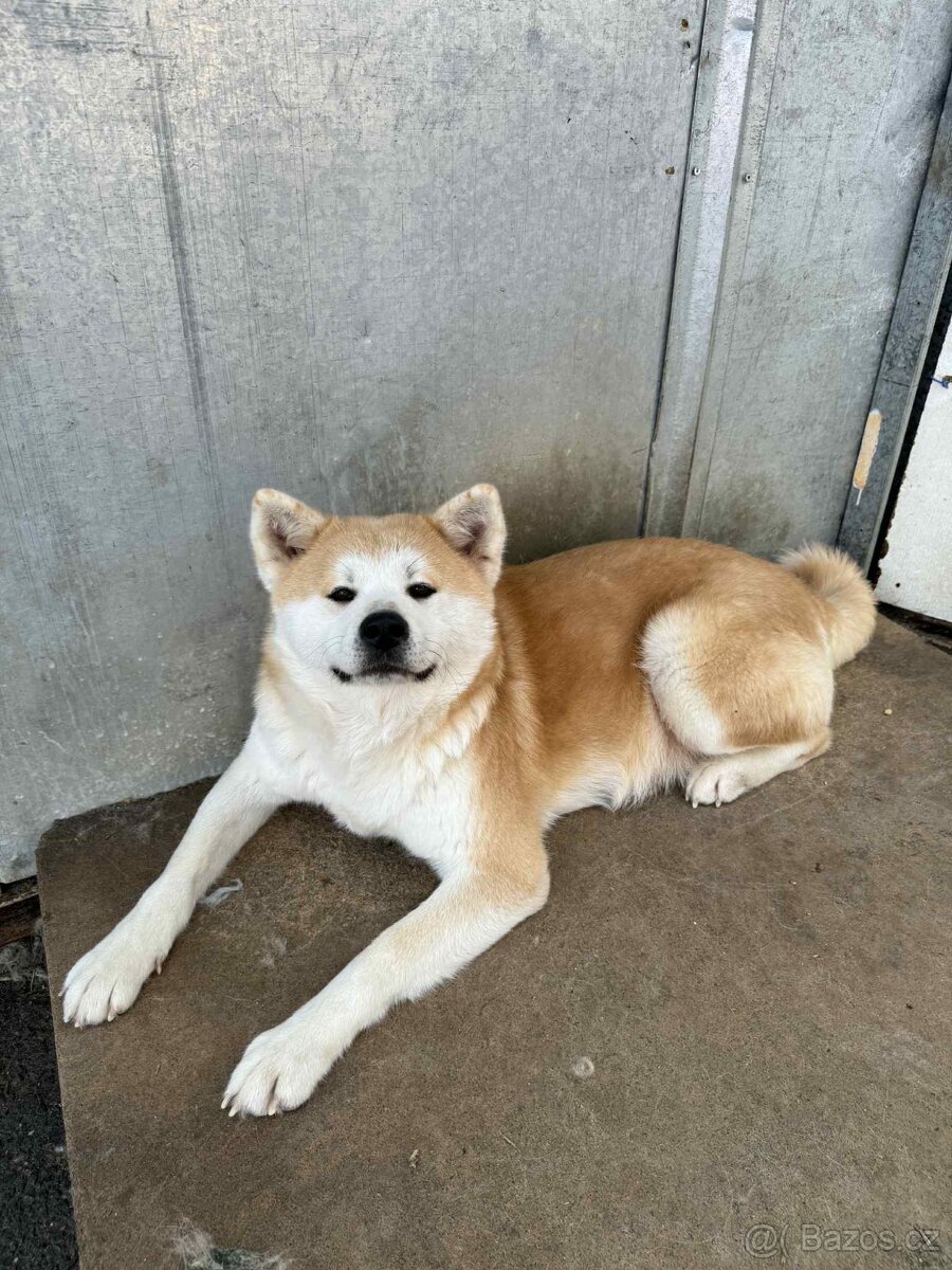 Štěňata Akita inu - 14