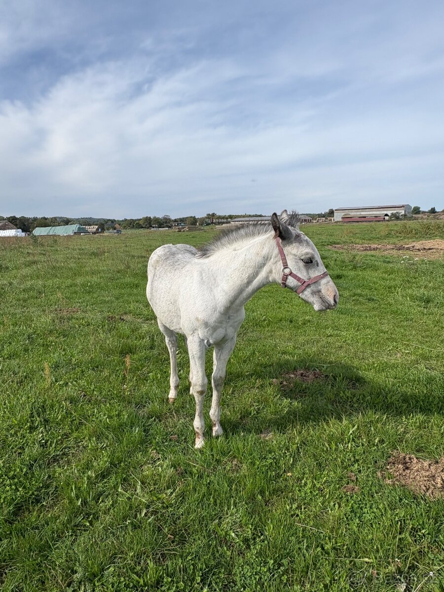 Hřebeček Appaloosa - 14