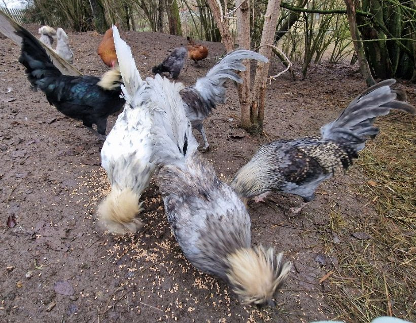 Kohouti Holanďanky, Hedvábničky - 14