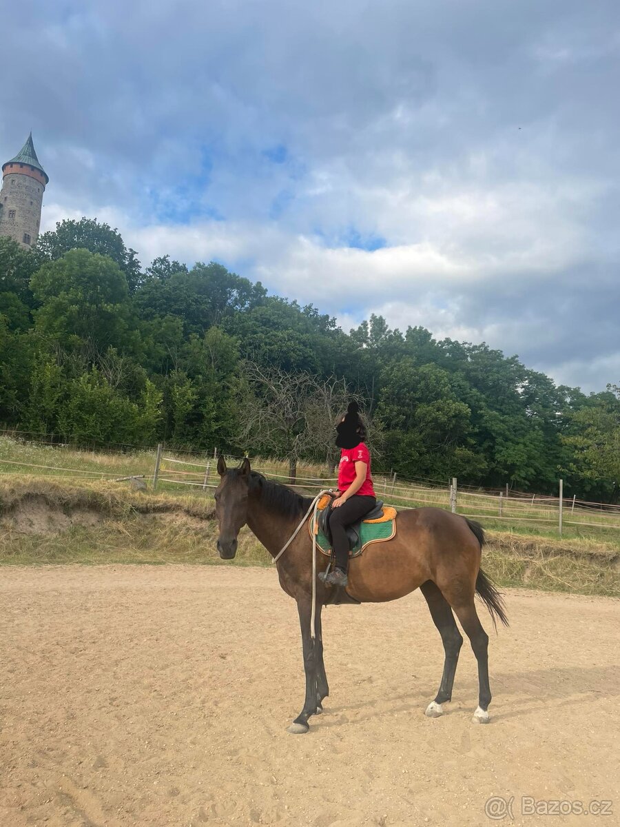 Zdravá sportovní Klisna 14 let - 14