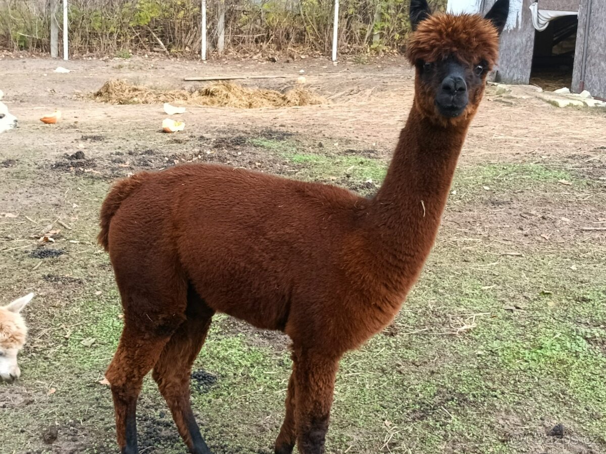 Alpaka - 14