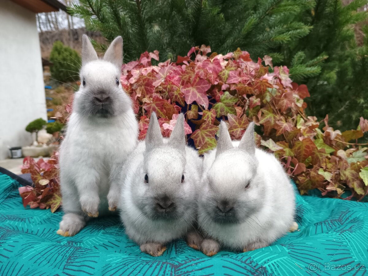 Zakrslý siamský žlutý miminka - 14