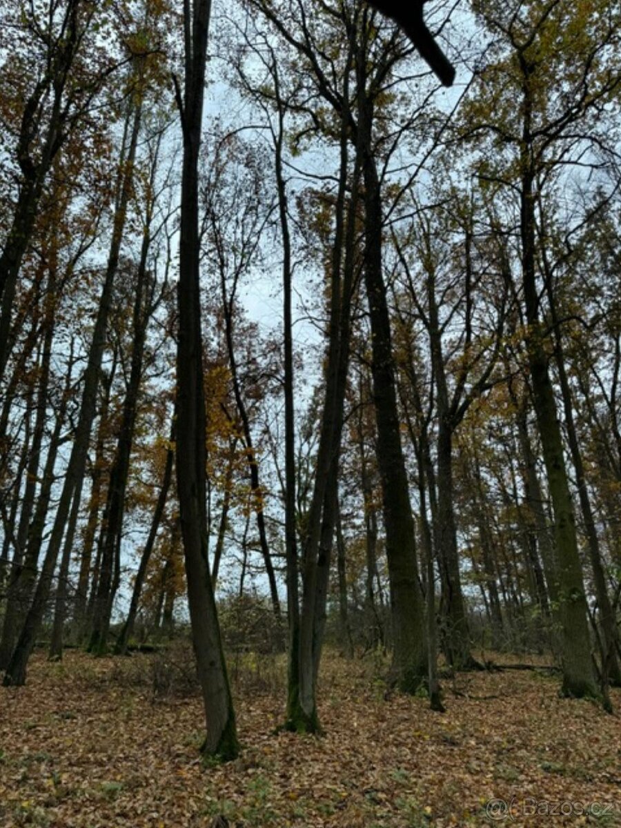 Prodám lesní pozemek v k.ú. Snopoušovy - 14