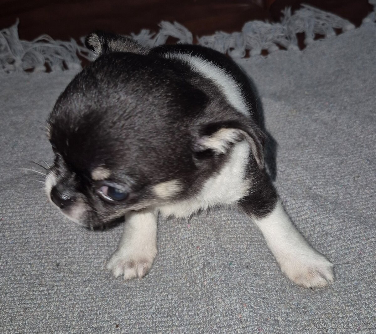 Čivava s PP, krásná štěňátka k odběru. - 14