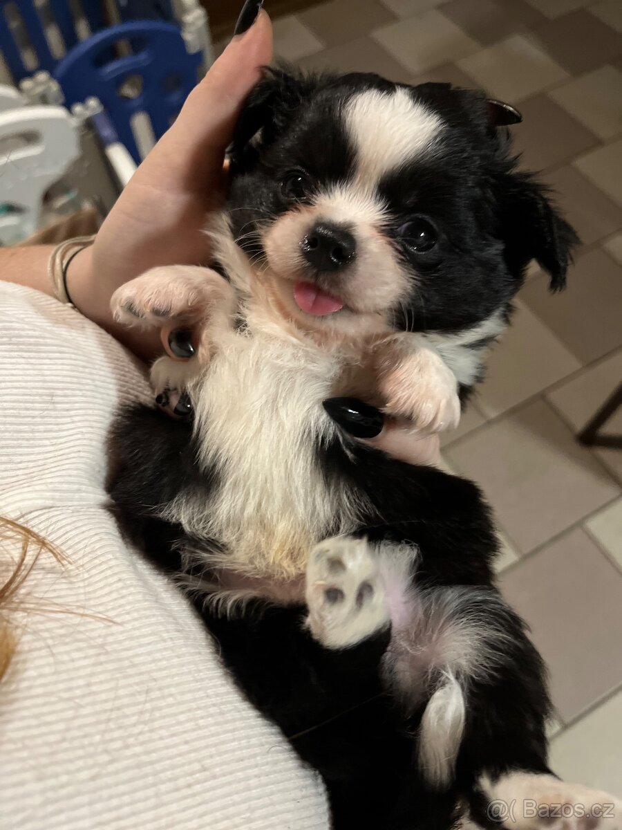 2x dlouhosrstý pejsek s PP FCI, čivava - 14