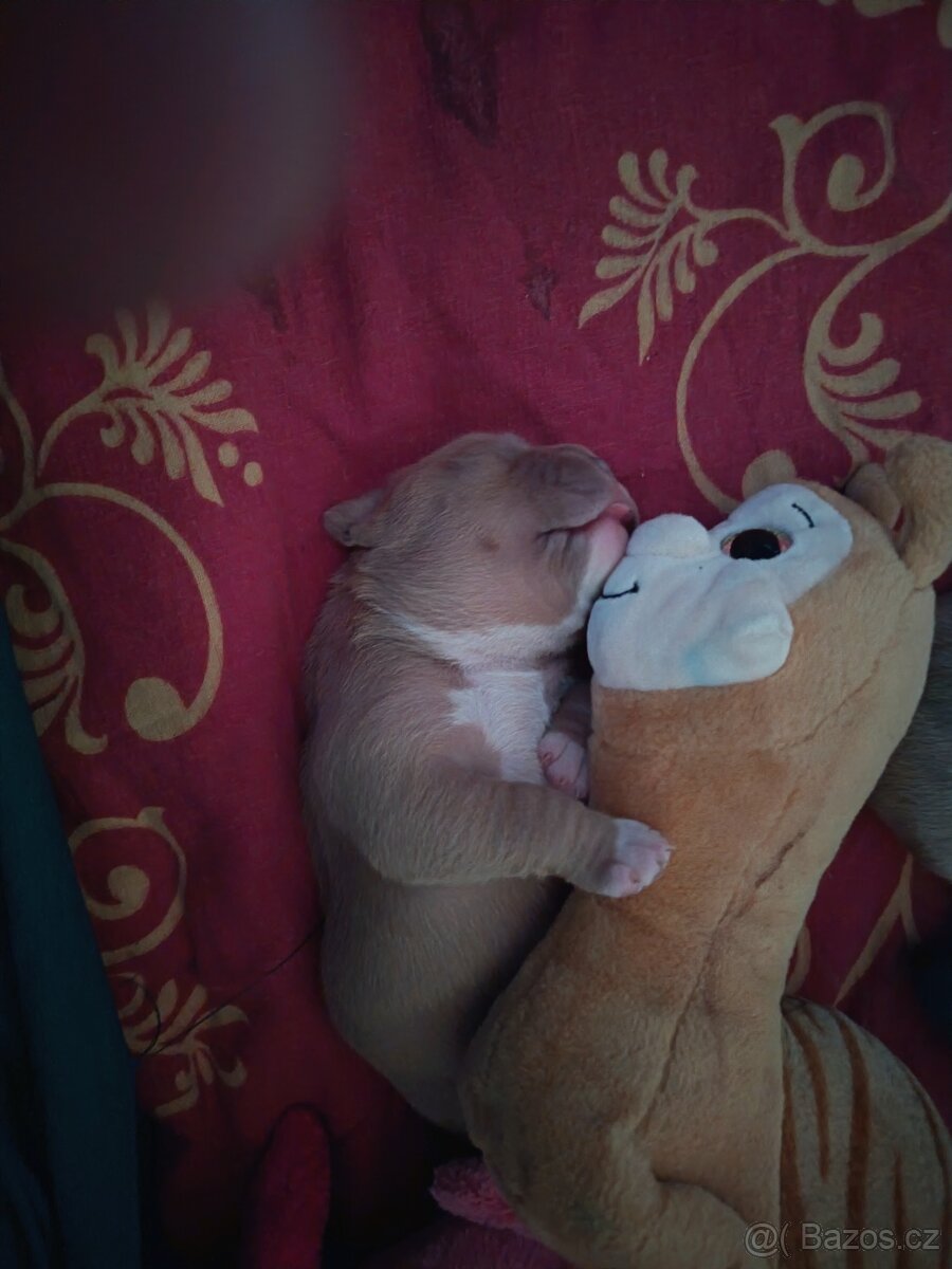 American Bully pocket - 14