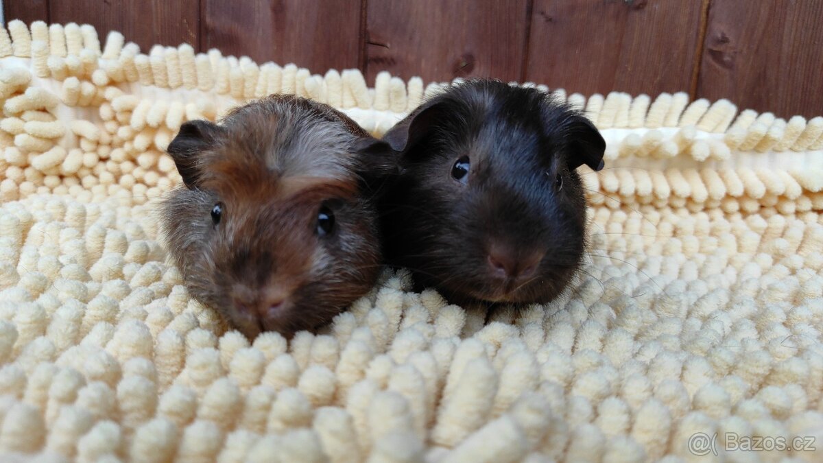 Morče - morčata - krásná morčátka z Moravy - 14