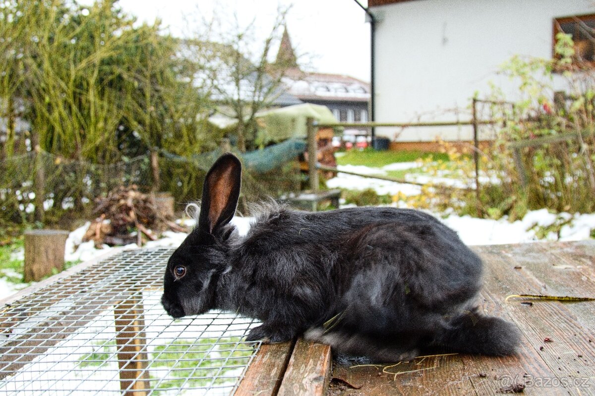 Zakrslý králík - 14