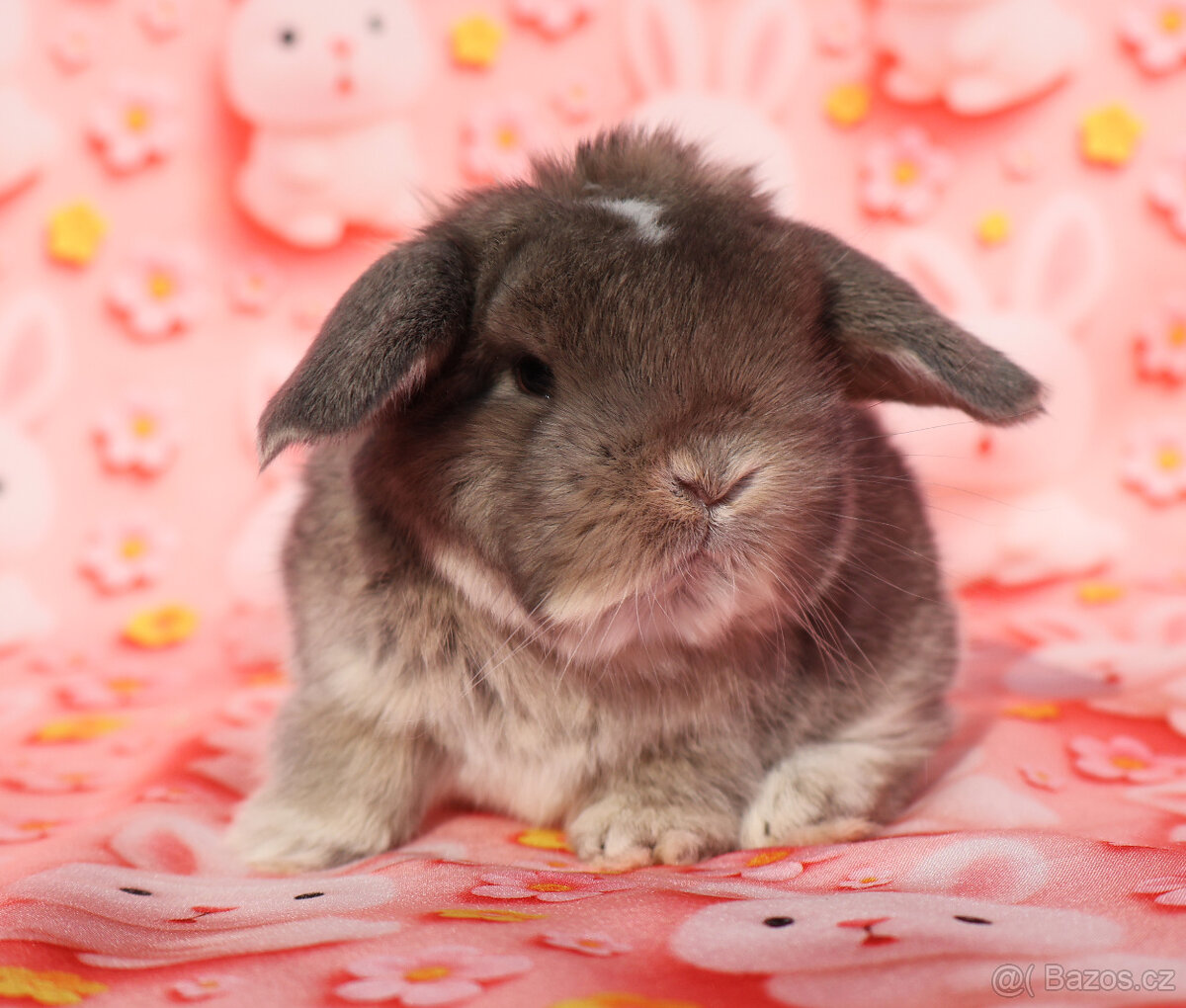 Minilop Beránci - 14