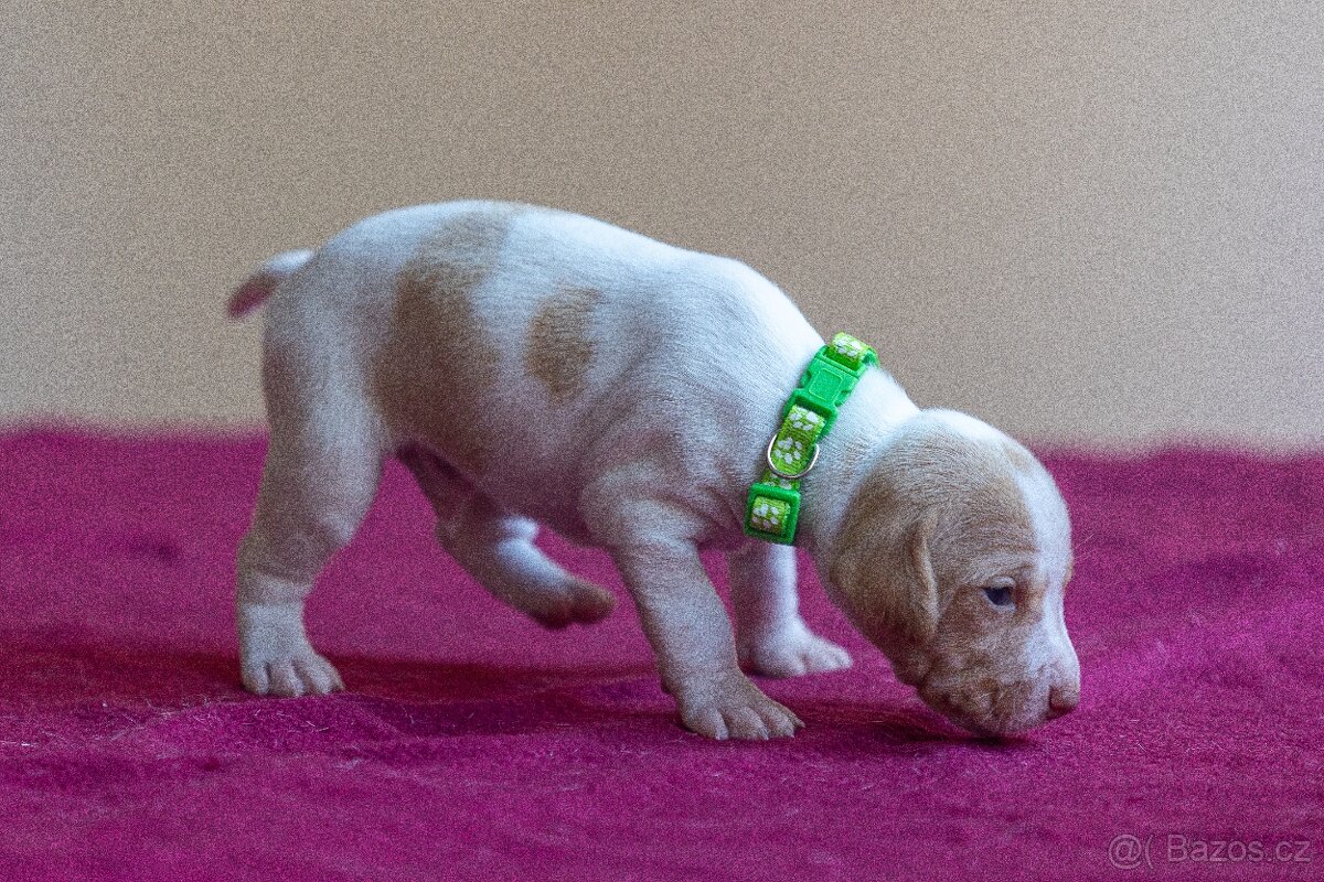 Saintgermánský ohař - štěňátka k zamluvení - 14