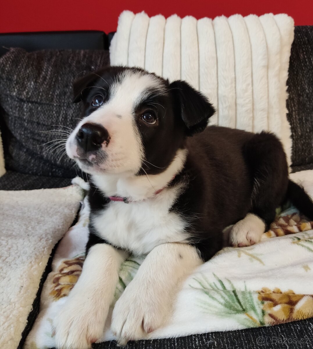 Border kolie již k odběru - 14