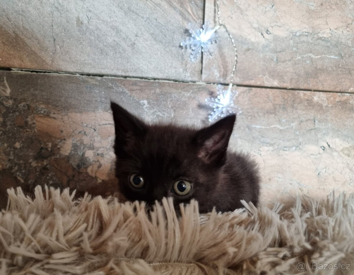 Britská černá krátkosrstá a dlouhosrstá koťata - 14