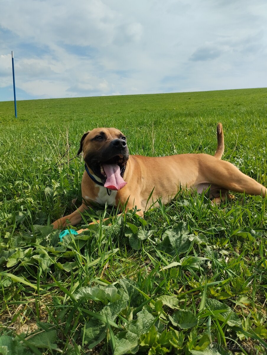 🐾 Americký stafordšírský teriér - 14