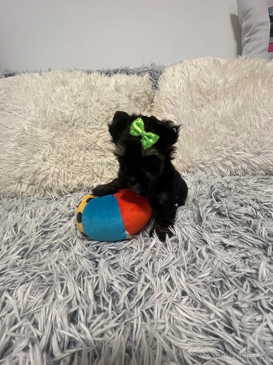 Jorkširský teriér s PP - 14