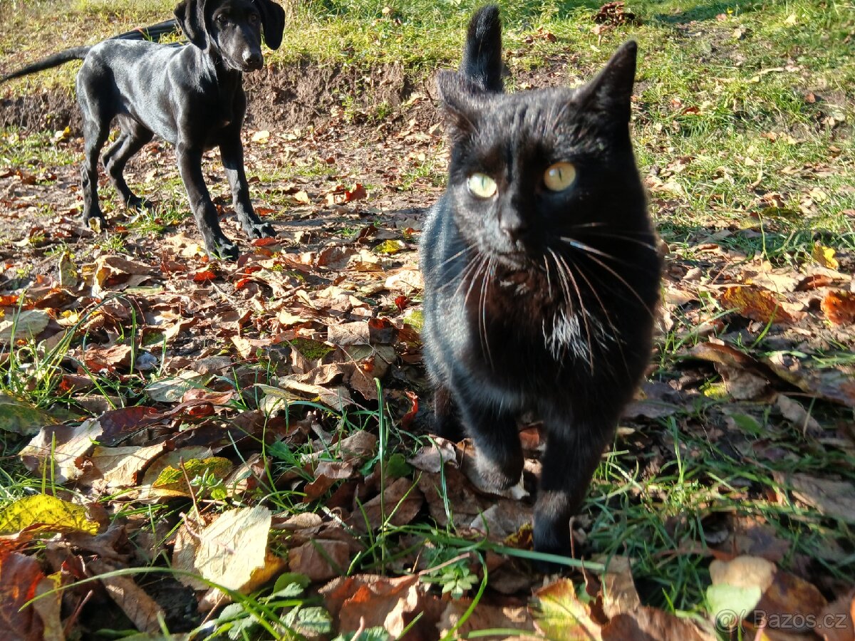 ŠTĚŇÁTKO, ŠTĚŇÁTKA, ŠTĚŇATA, ŠTĚŇE K ODBĚRU - 14