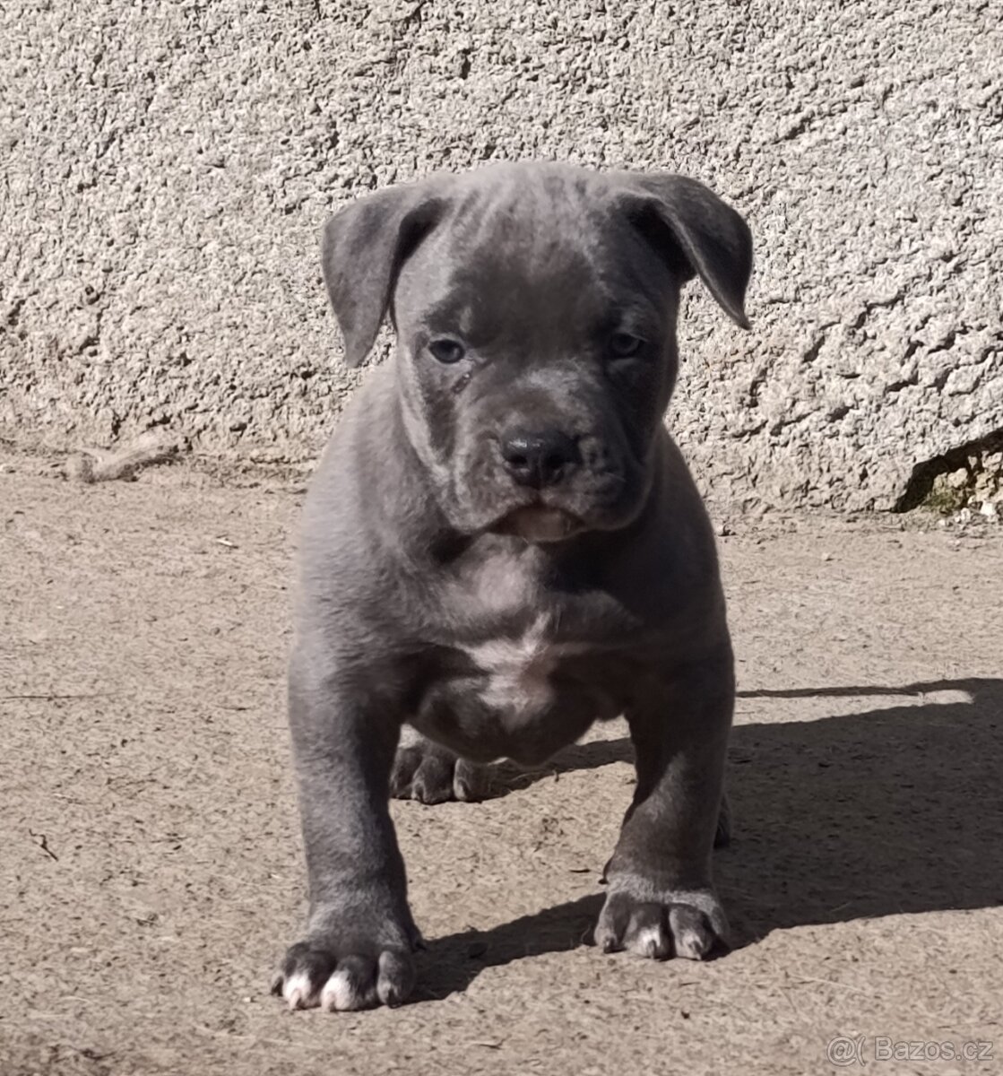 American Bully Standard - 14