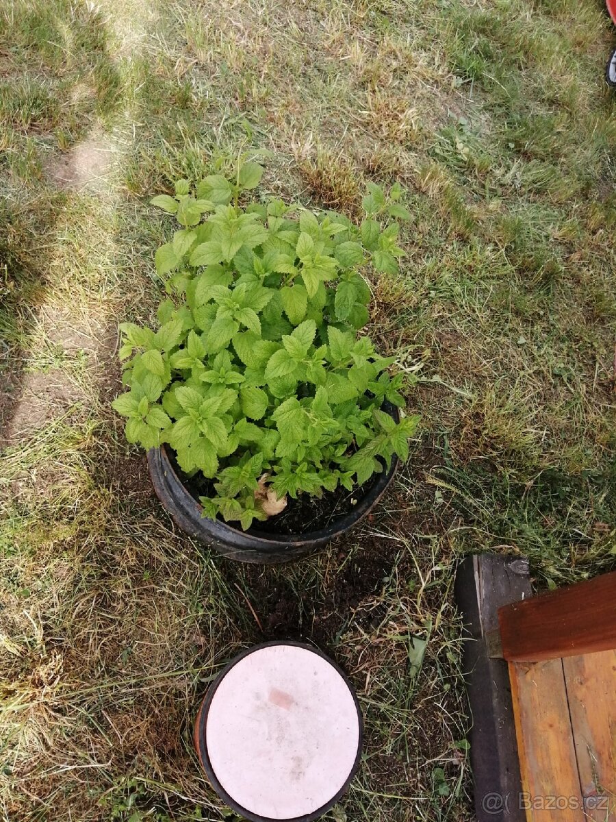 Pronájem zahrady - 14