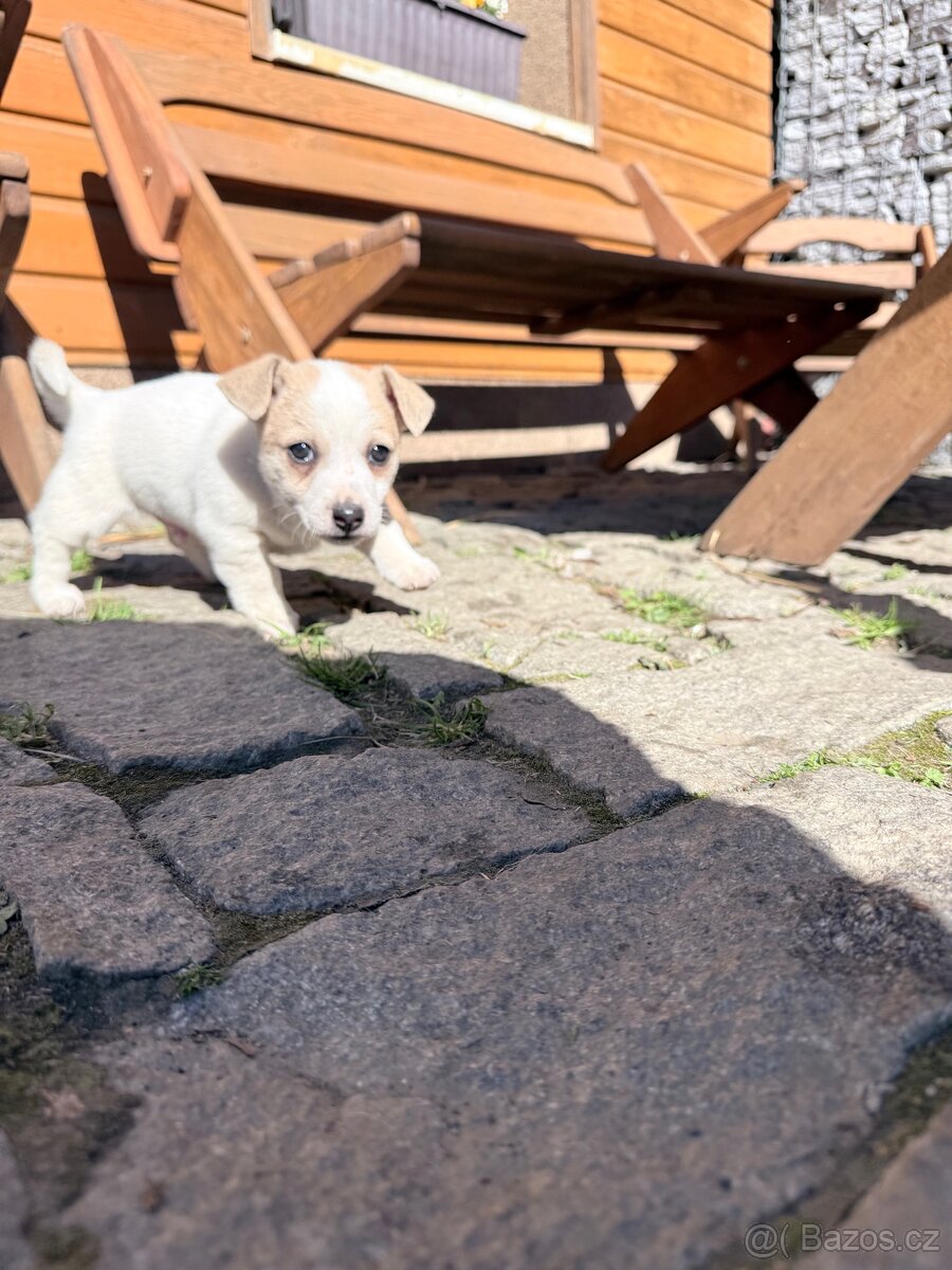 Jack russell teriér - 14