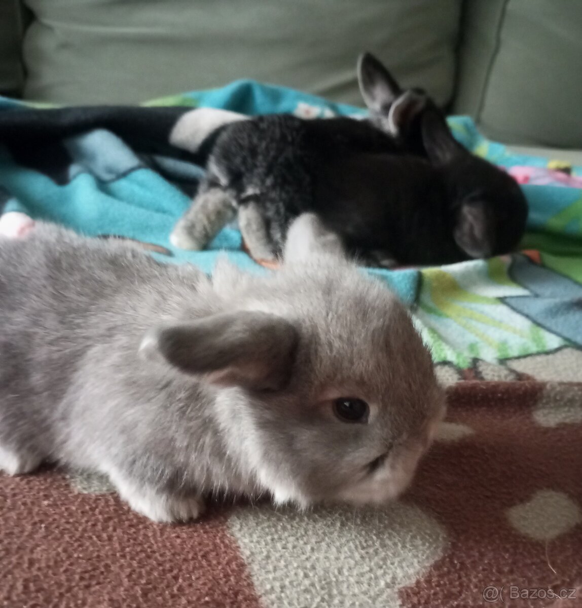 Zakrslý beránek králíček - 14