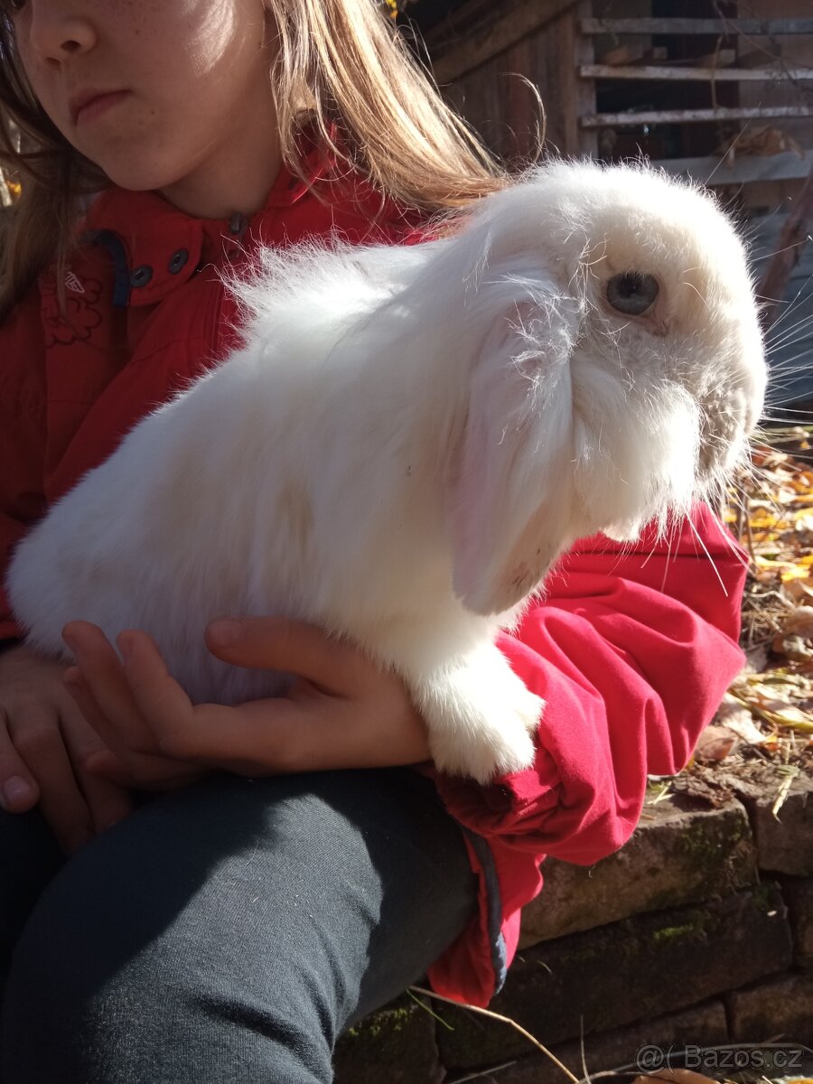 Zakrslý králík - 14