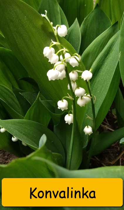 Odkopky trvalek a skalniček - 14