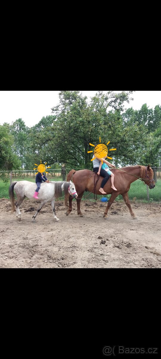 Welsh pony kobylka - 14