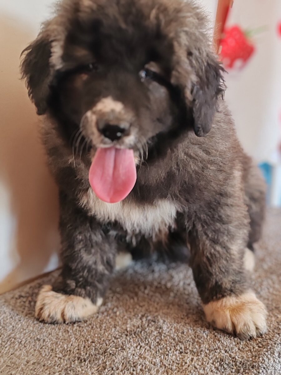 Kavkazský pastevecký pes s PP - 14