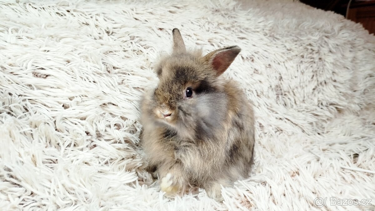 Zakrslý králík, králíček - HARRY - 14