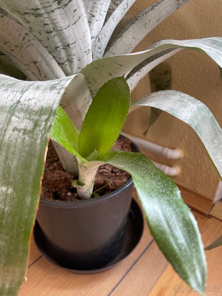 Bromélie Echmea pruhovaná (Aechmea fasciata)🌺 - 14