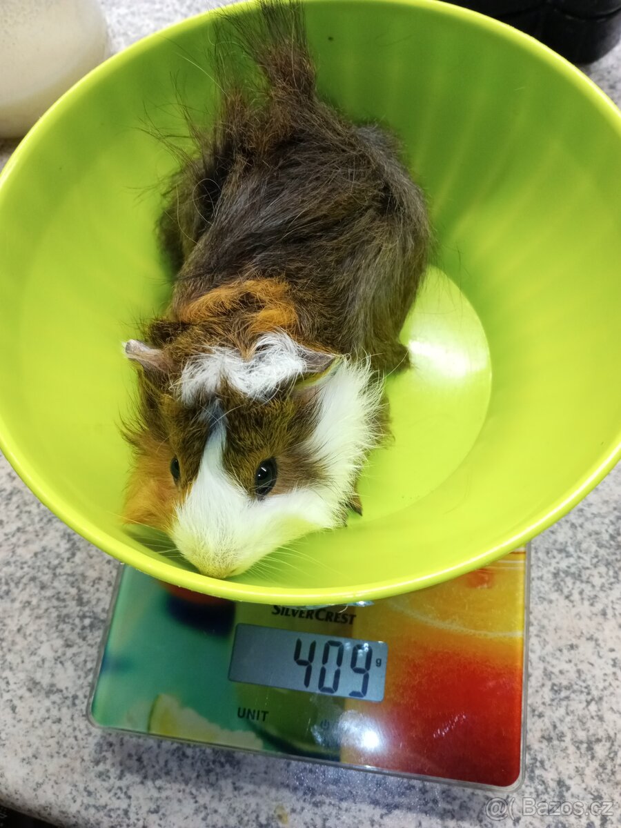 Morčata - samičky - 14