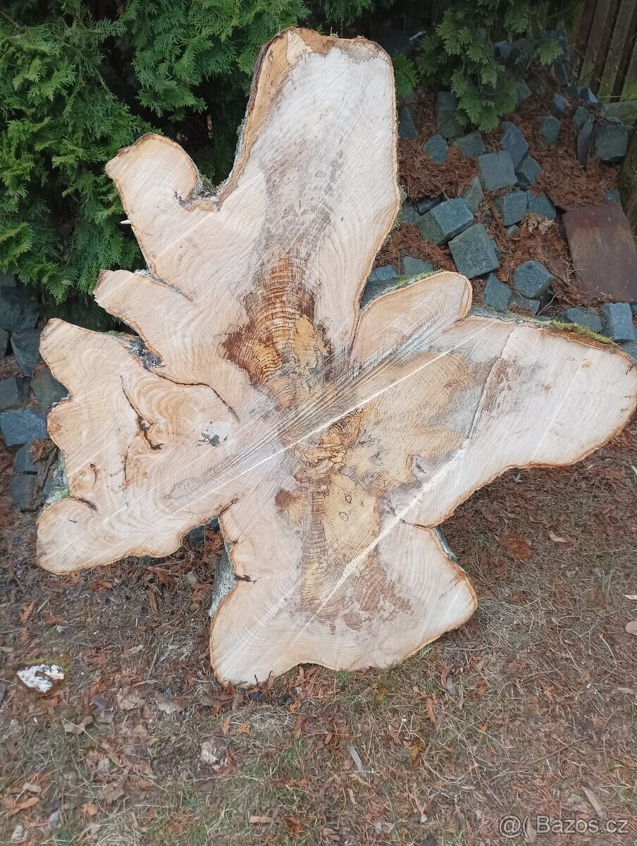 Koláče z tvrdého dřeva, Habr Buk - 14