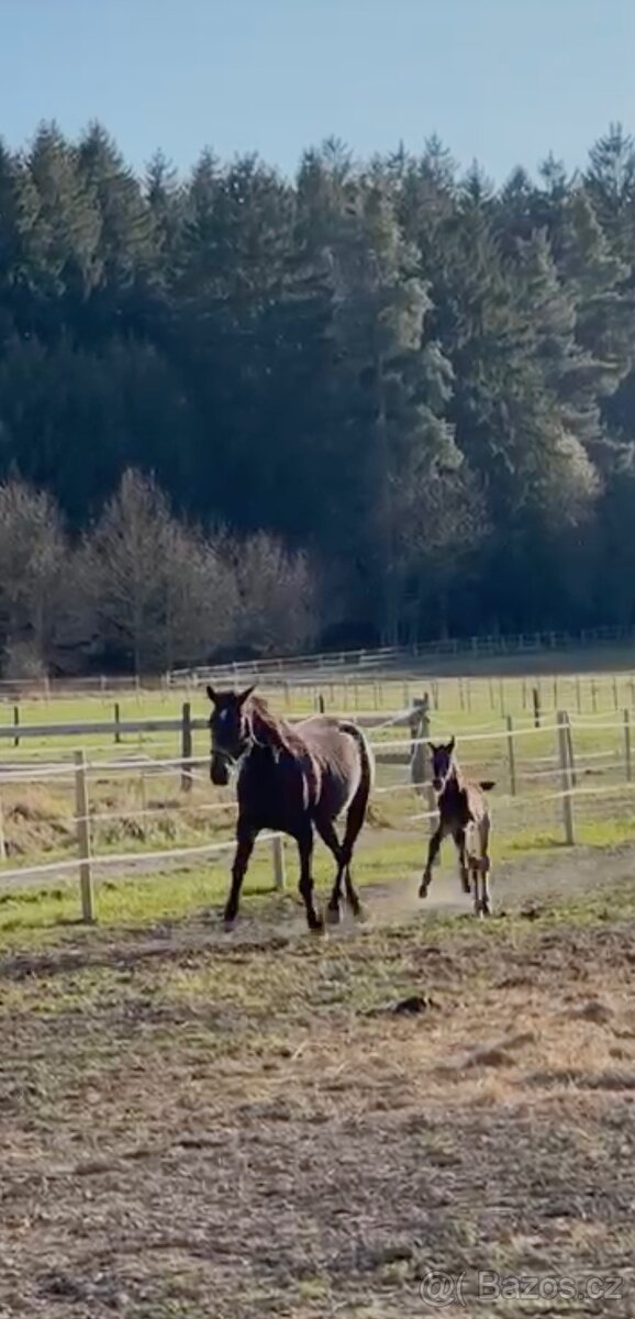 Nadějný drezurní hřebeček po odstavu Toto Gold/Glamourdale - 14