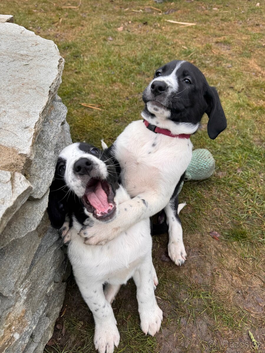 Štěňátko mix Aussie a Ohař s PP - 14