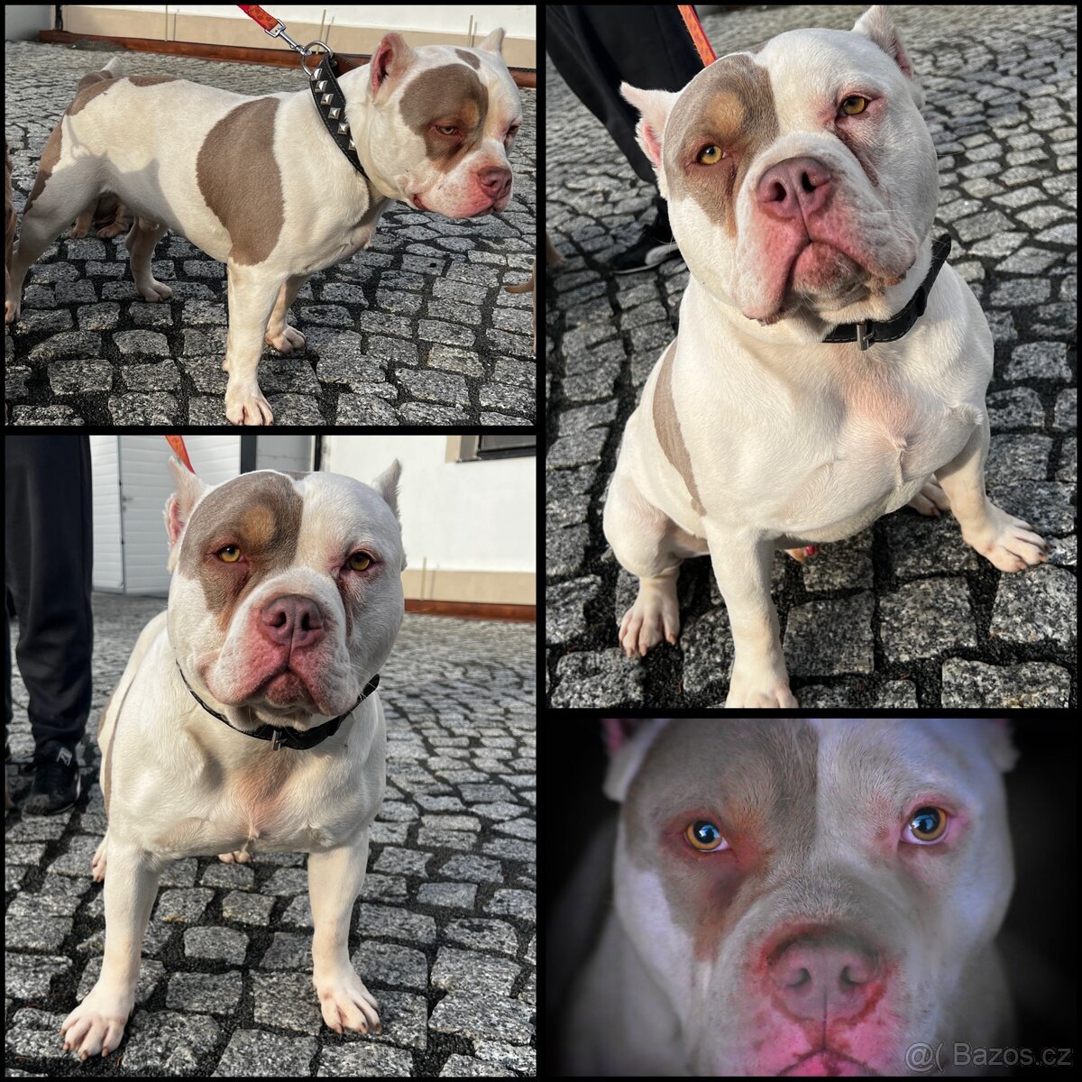 American Bully Standard – fenky k odběru ihned - 14