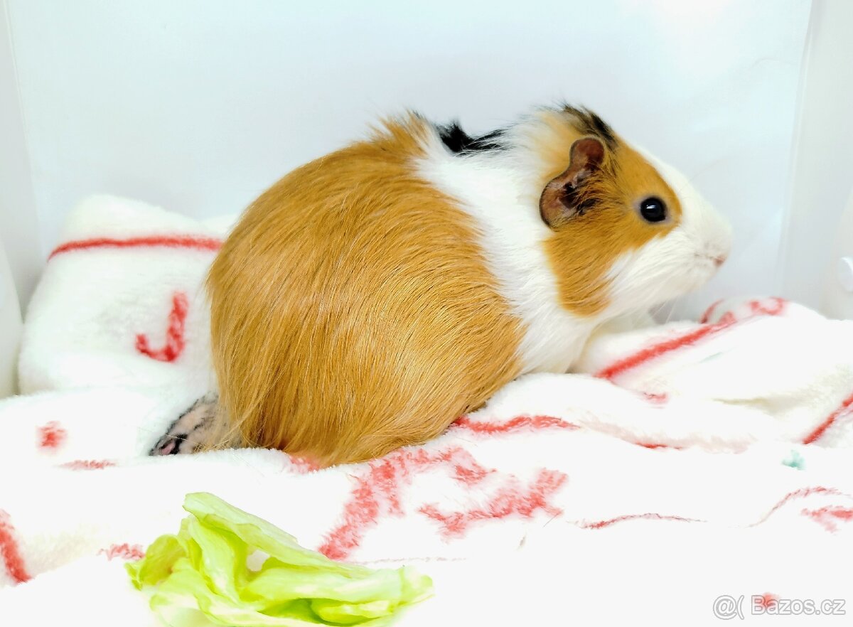 Morče, Morčata, Morčátko, Morčátka - KEVIN - 14