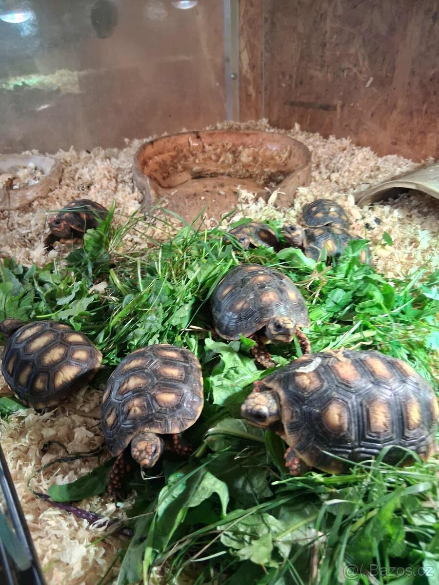 prodám mláďata želv + kompletní terárium - 14