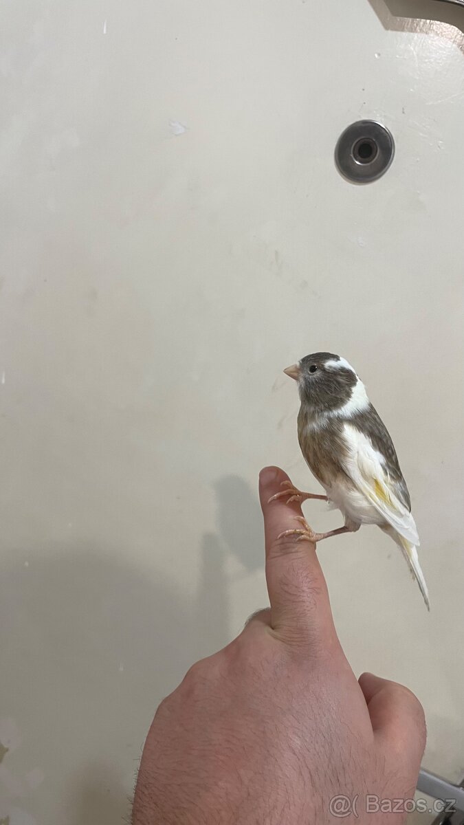 Nabízím kanáři 5/12/2025 - 14