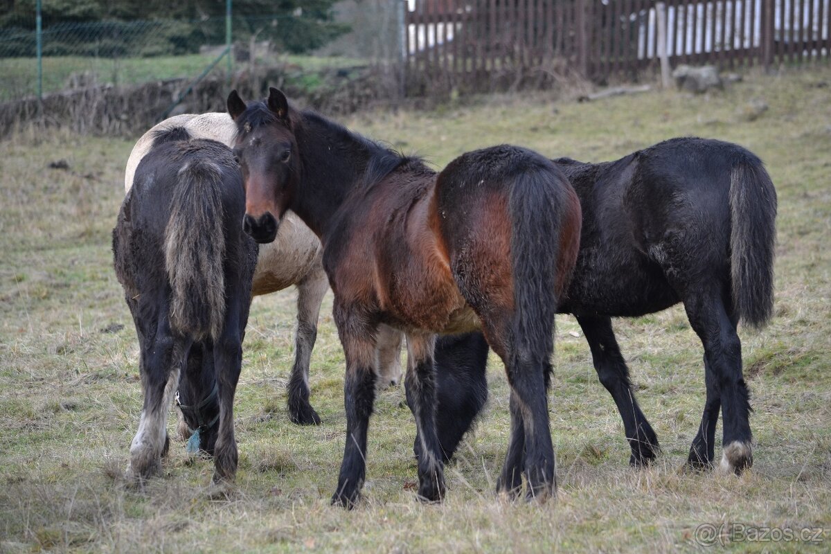 Welsh cob - hříbata 2025 - 14