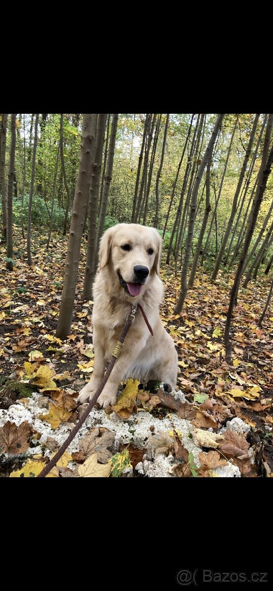 Štěňata Zlatý retrívr - 14