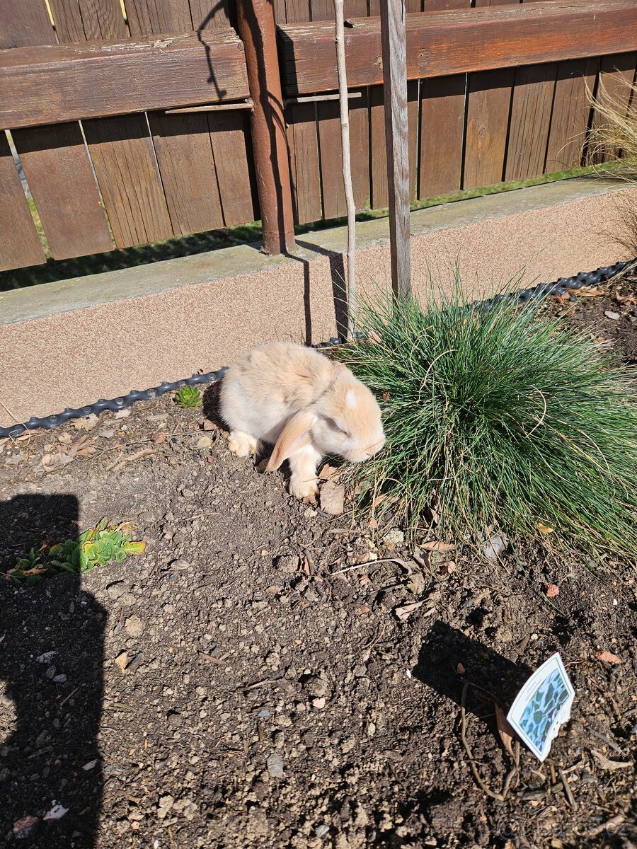 Zakrslý králík - 14