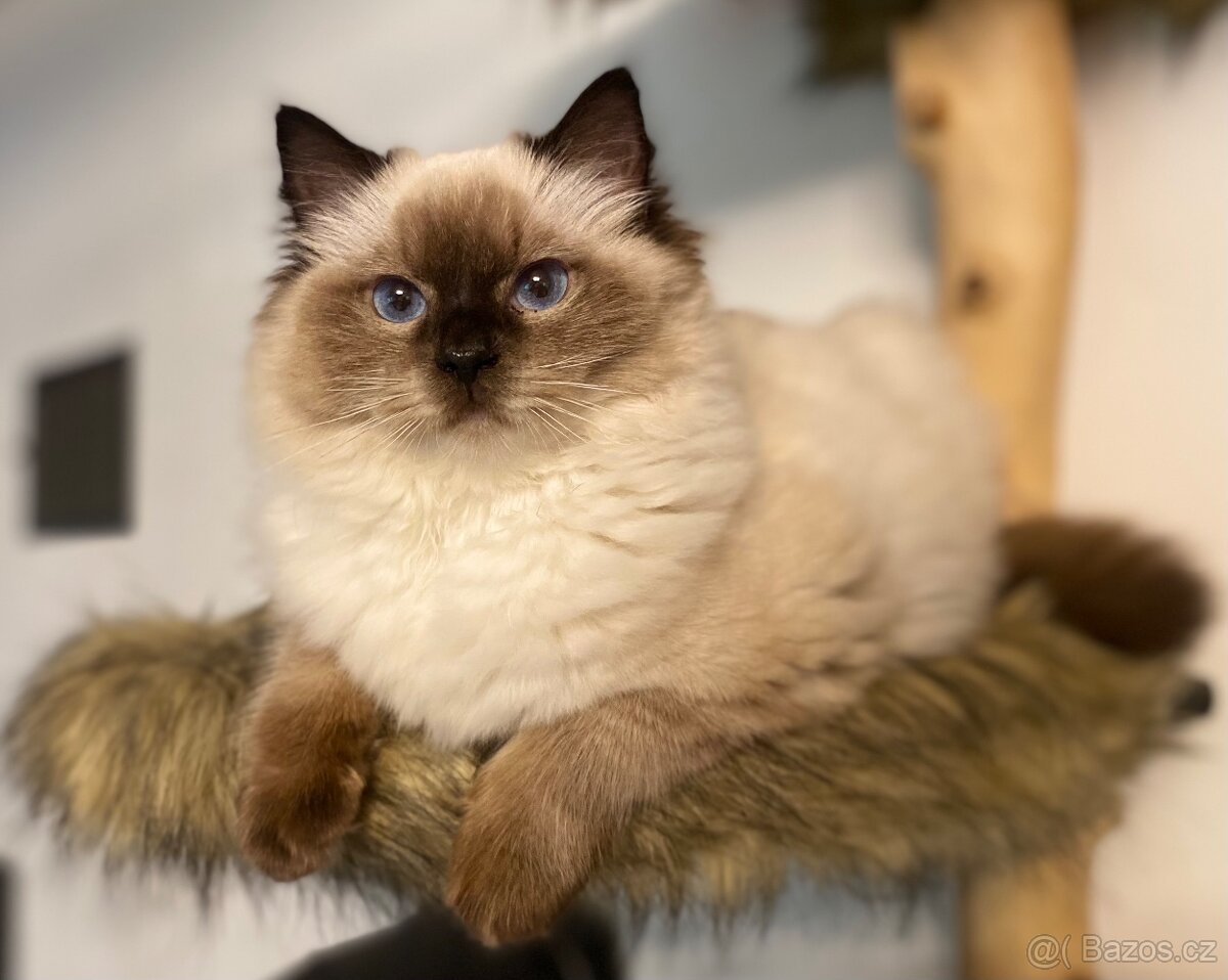 Ragdoll koťátka s PP FIFe - 14