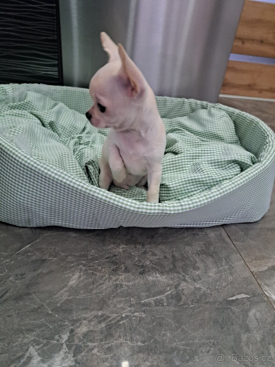 Čivava štěňátka kluci - 14