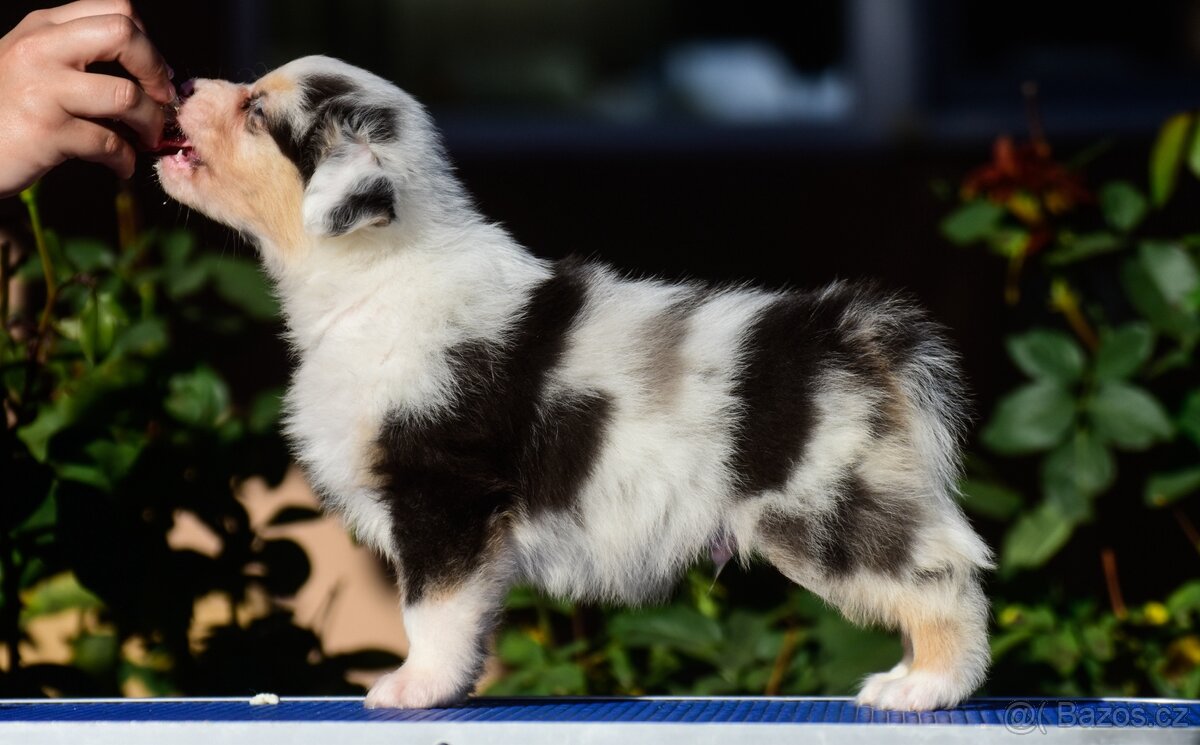 Australský ovčák s PP - blue Merle a black tri - 14