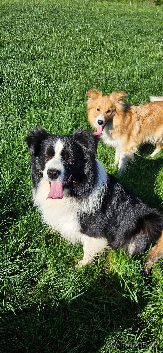 Border kolie s PP - 14