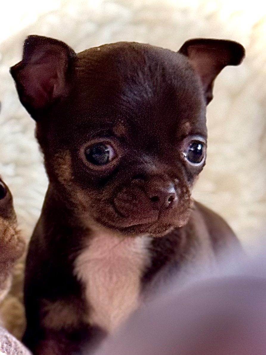 Čivava štěňátka krátkosrstá - 14