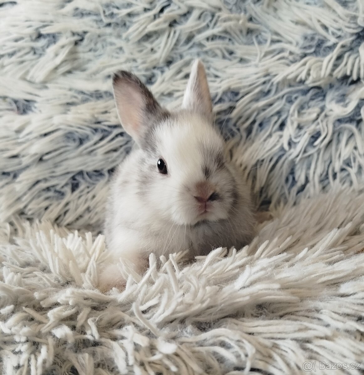 Zakrslý králík - 14